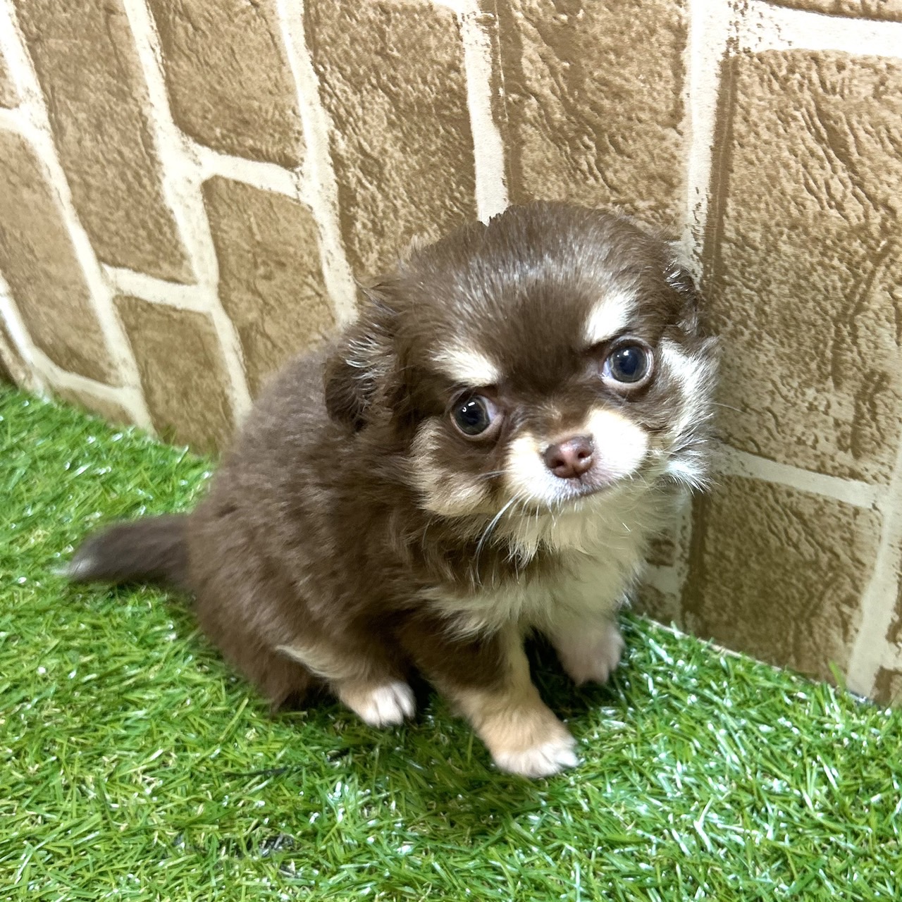 ♡NewFace♡プリティ～チワワちゃん🐶💕ペットショップ犬の家猫の里